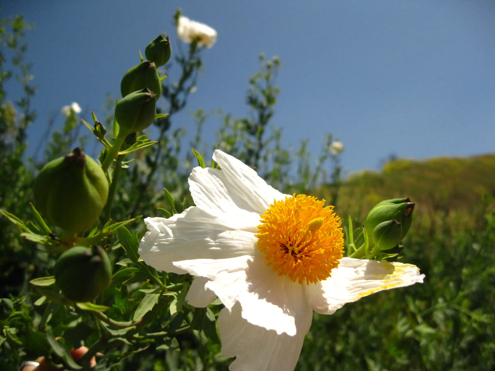Matilija Poppy (Romneya Coulteri) — stands as a stately presence in any landscape design; the Matilija Poppy becomes a captivating addition