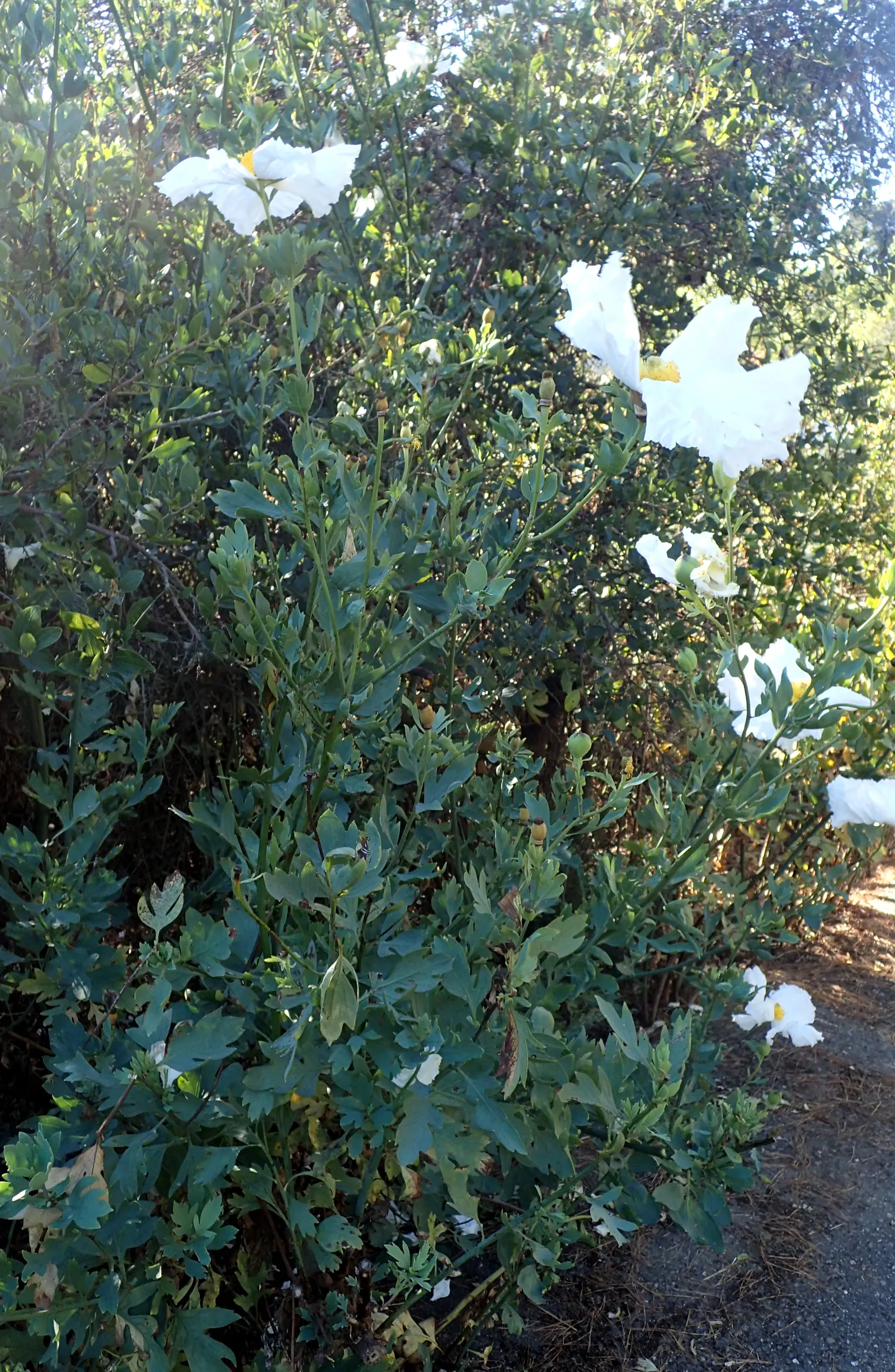 Matilija Poppy (Romneya Coulteri) — scientifically known as *Romneya coulteri*