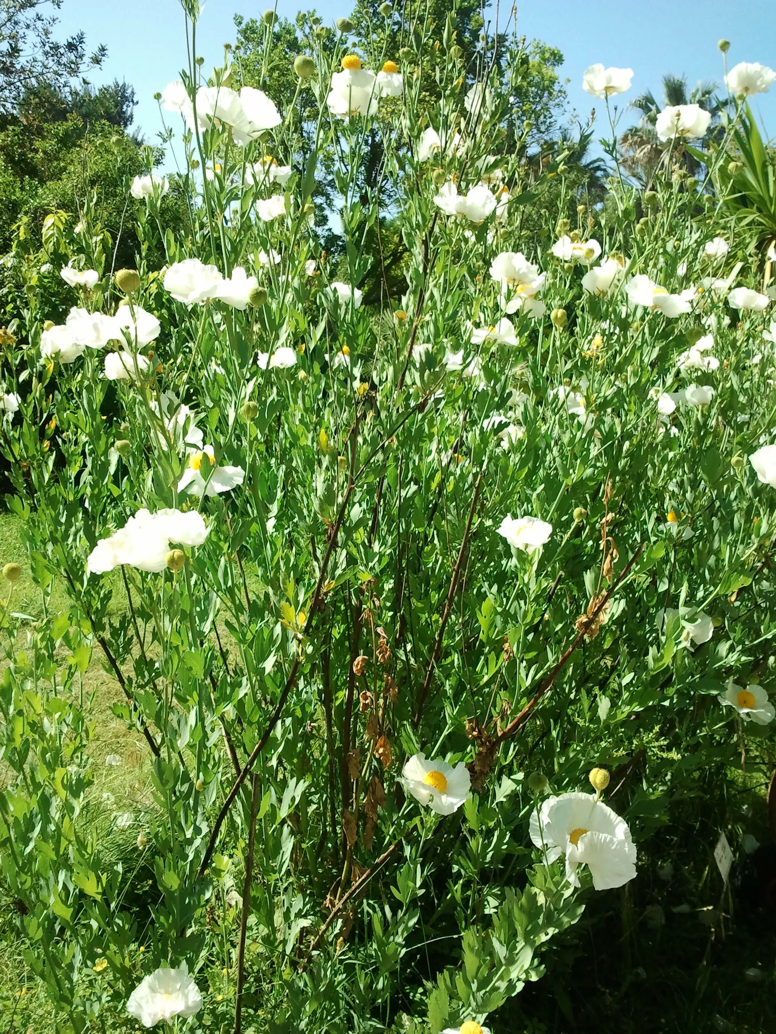 Matilija Poppy (Romneya Coulteri) — Flowering season occurs principally in the late spring and summer, image 38