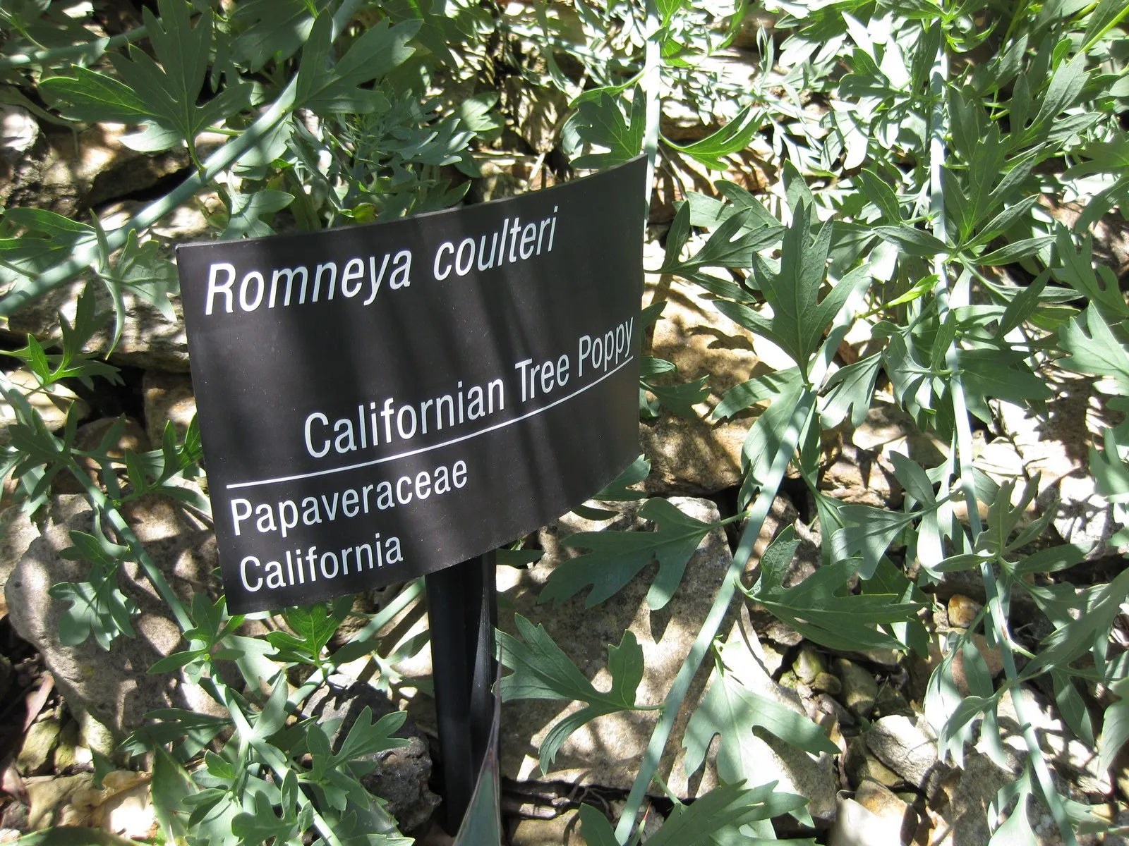 Matilija Poppy (Romneya Coulteri) — Clients will appreciate its low-maintenance nature; native to California and Northern Mexico, image 66