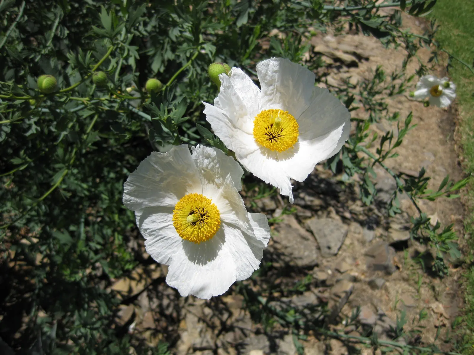 Matilija Poppy (Romneya Coulteri) — the Matilija Poppy requires full sun exposure to flourish and well-draining soil; commendable for its showy, image 64