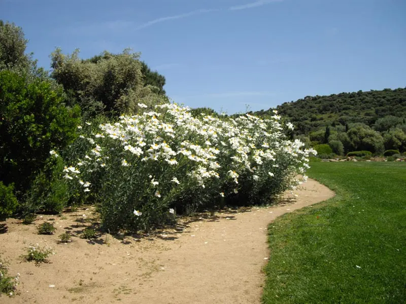 Matilija Poppy (Romneya Coulteri) — Its woody stems and blue-green foliage add to its allure