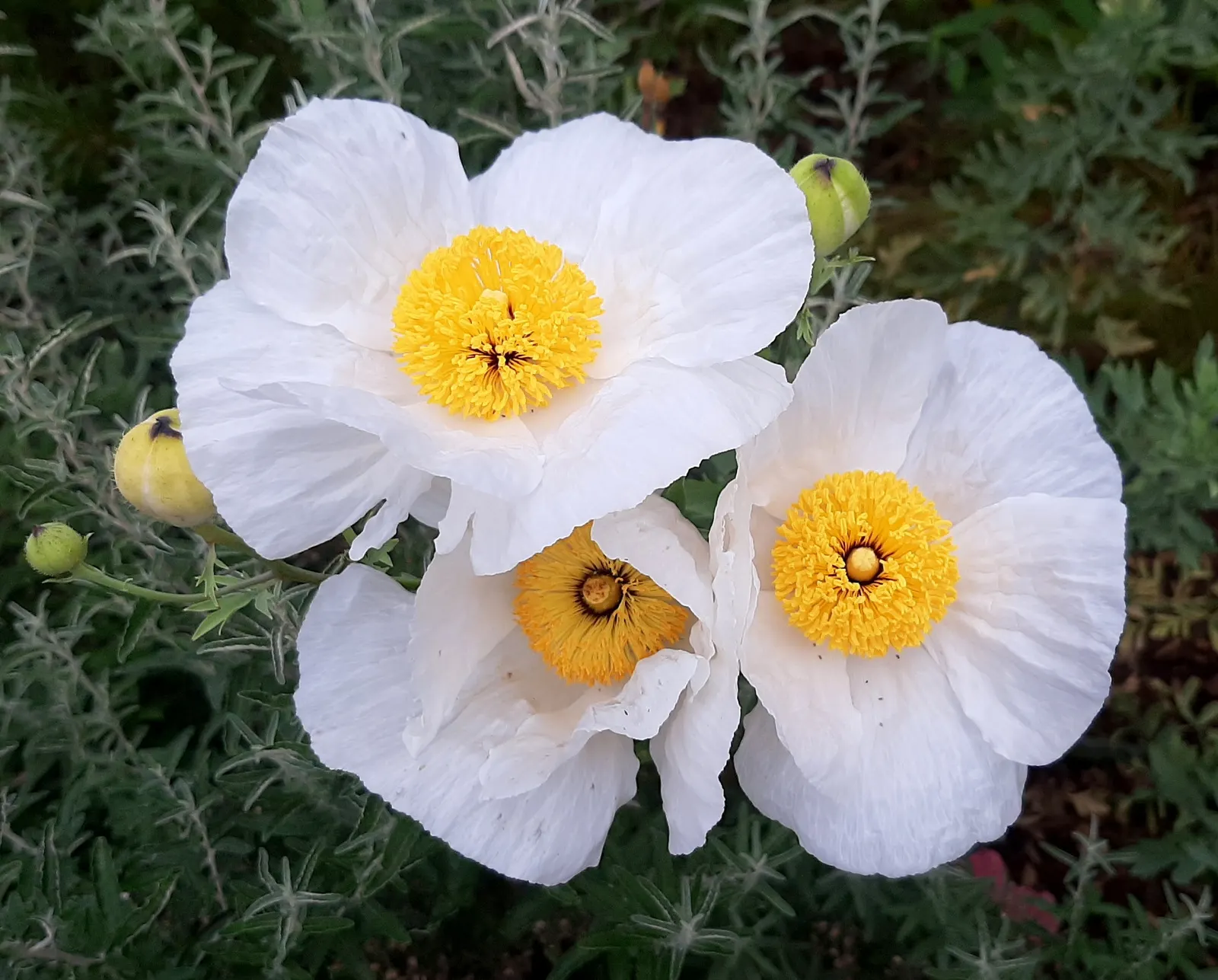 Matilija Poppy (Romneya Coulteri) — which can measure up to 9 inches across; scientifically known as *Romneya coulteri*