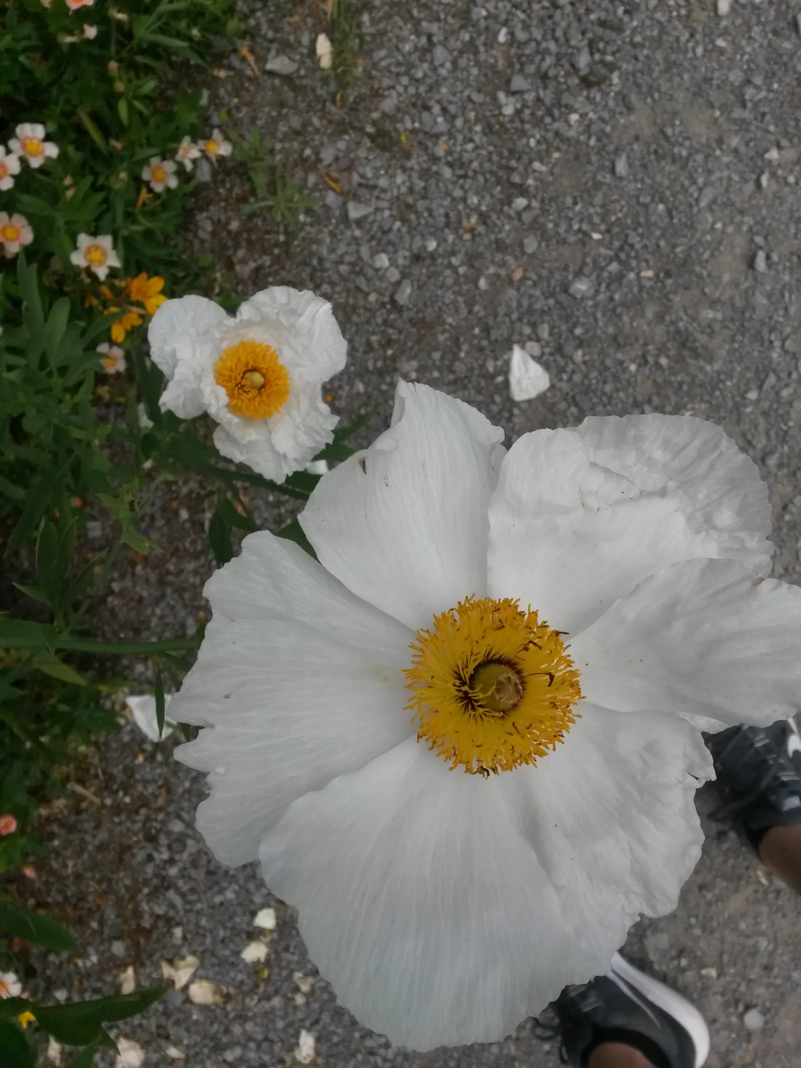 Matilija Poppy (Romneya Coulteri) — Clients will appreciate its low-maintenance nature; native to California and Northern Mexico
