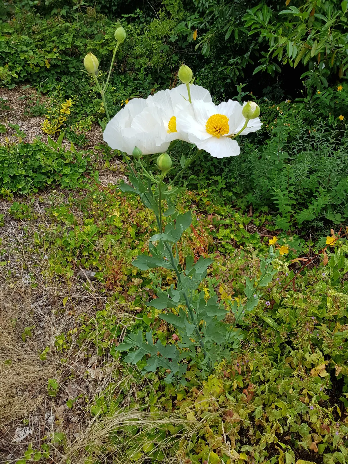 Matilija Poppy (Romneya Coulteri) — the Matilija Poppy requires full sun exposure to flourish and well-draining soil; commendable for its showy flowers and