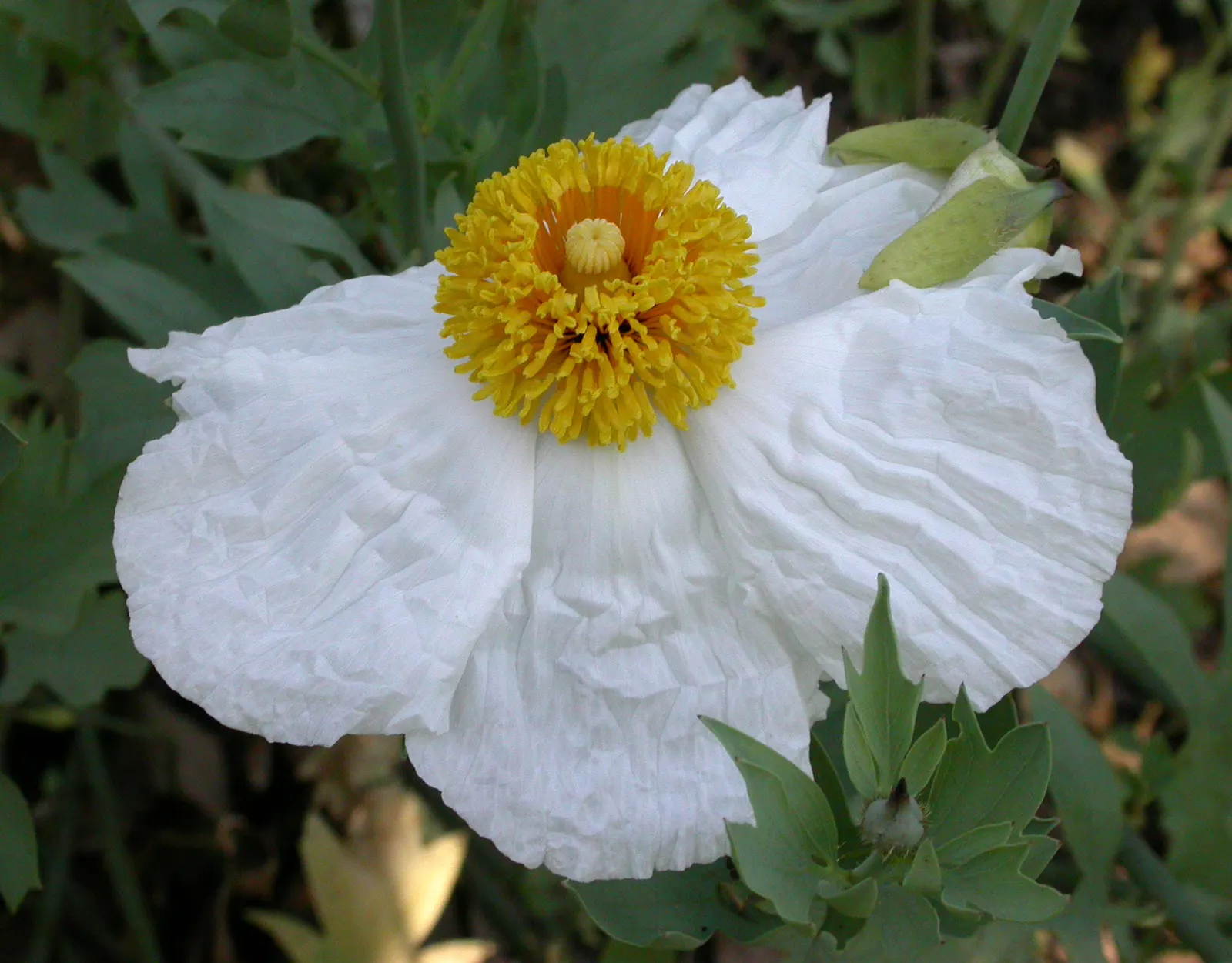 Matilija Poppy (Romneya Coulteri) — large white blooms and bright yellow centers that bear a resemblance to fried eggs; this drought-tolerant plant reaches
