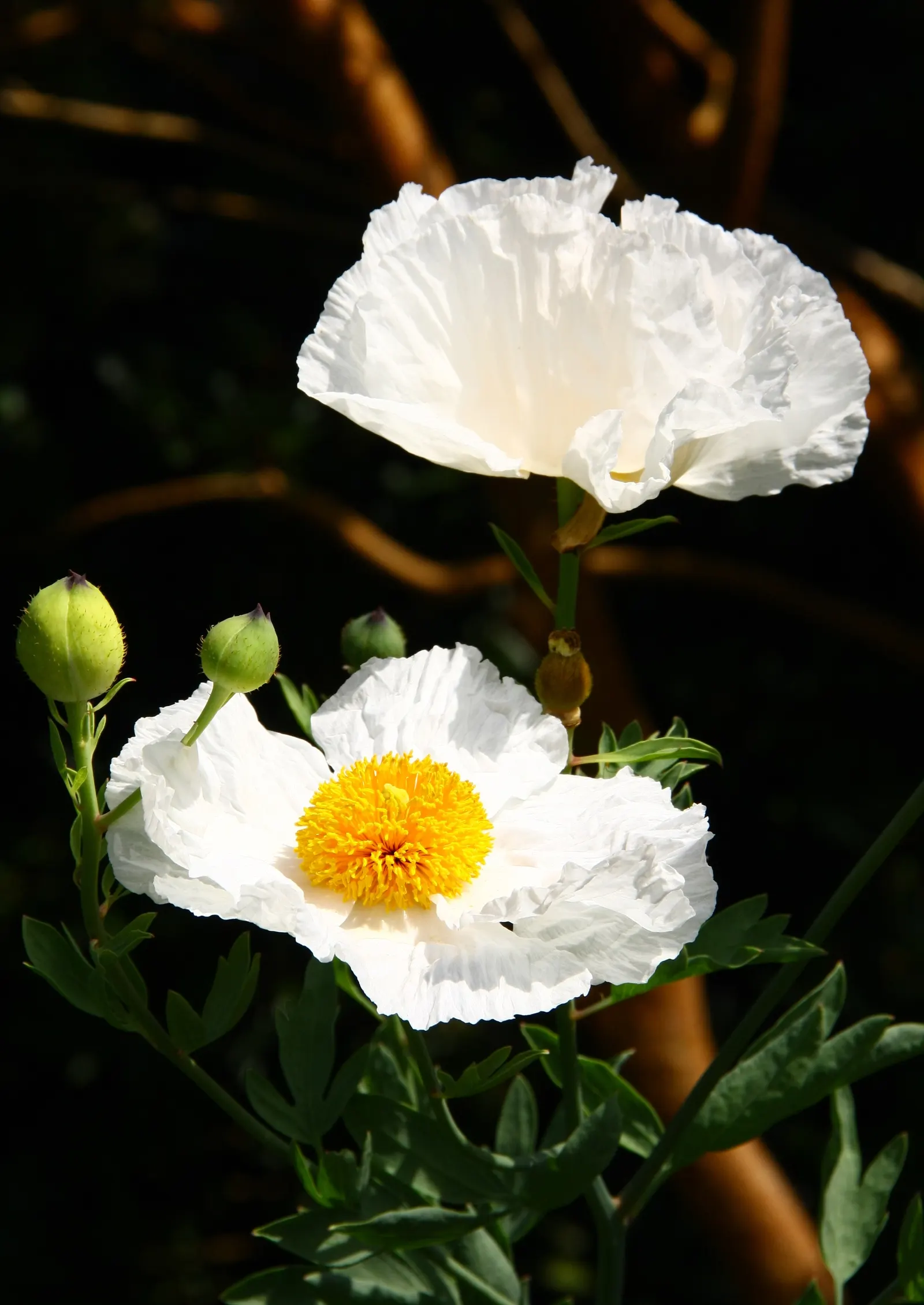 Matilija Poppy (Romneya Coulteri) — as it does not tolerate waterlogged roots; pure white petals surrounding a golden-yellow center, image 65