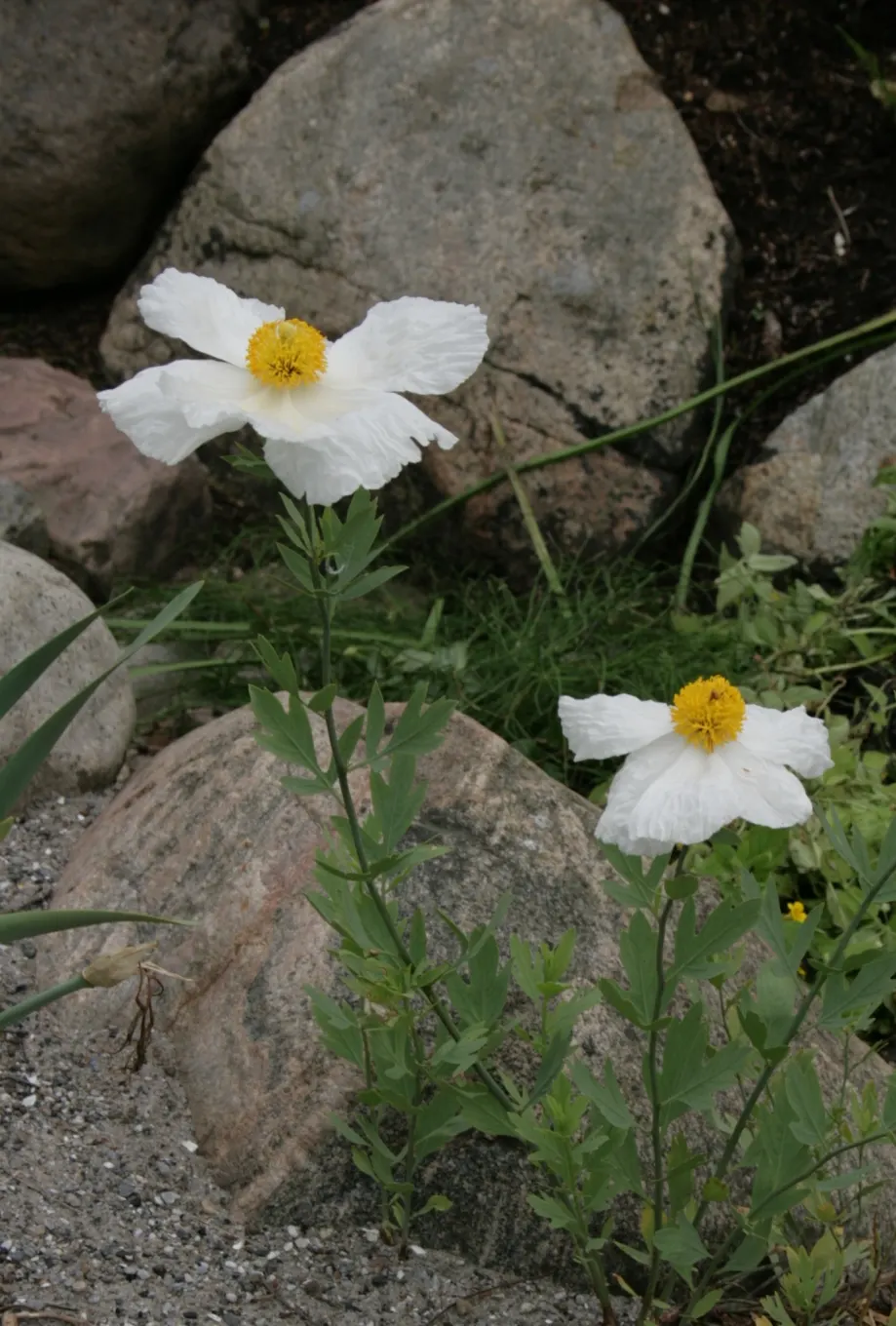 Matilija Poppy (Romneya Coulteri) — the Matilija Poppy becomes a captivating addition