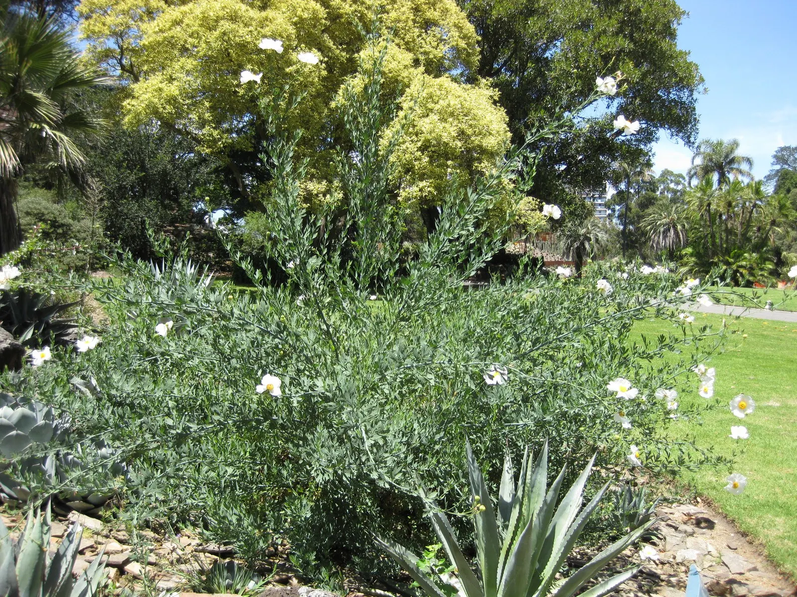 Matilija Poppy (Romneya Coulteri) — perennial with white blooms