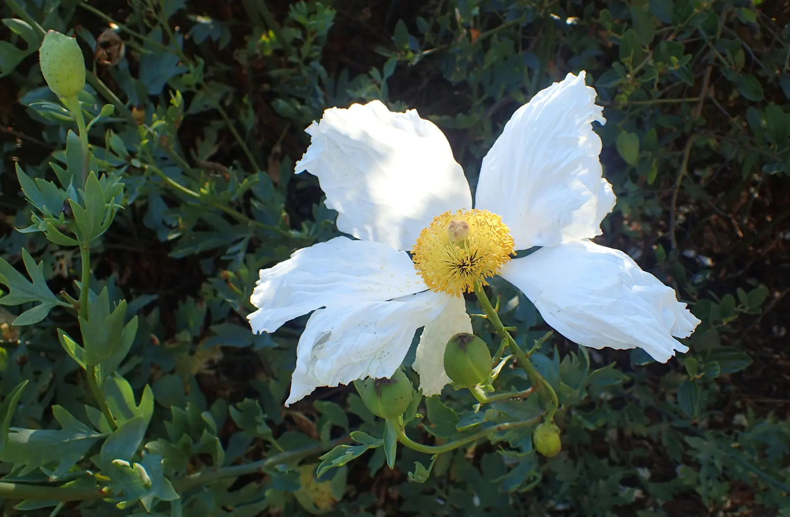 Matilija Poppy (Romneya Coulteri) — as it is drought-tolerant once established
