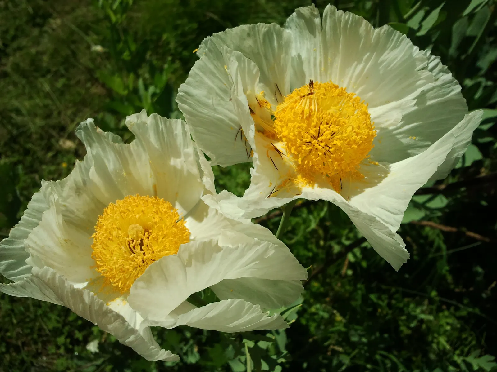 Matilija Poppy (Romneya Coulteri) — as it does not tolerate waterlogged roots; pure white petals surrounding a golden-yellow center