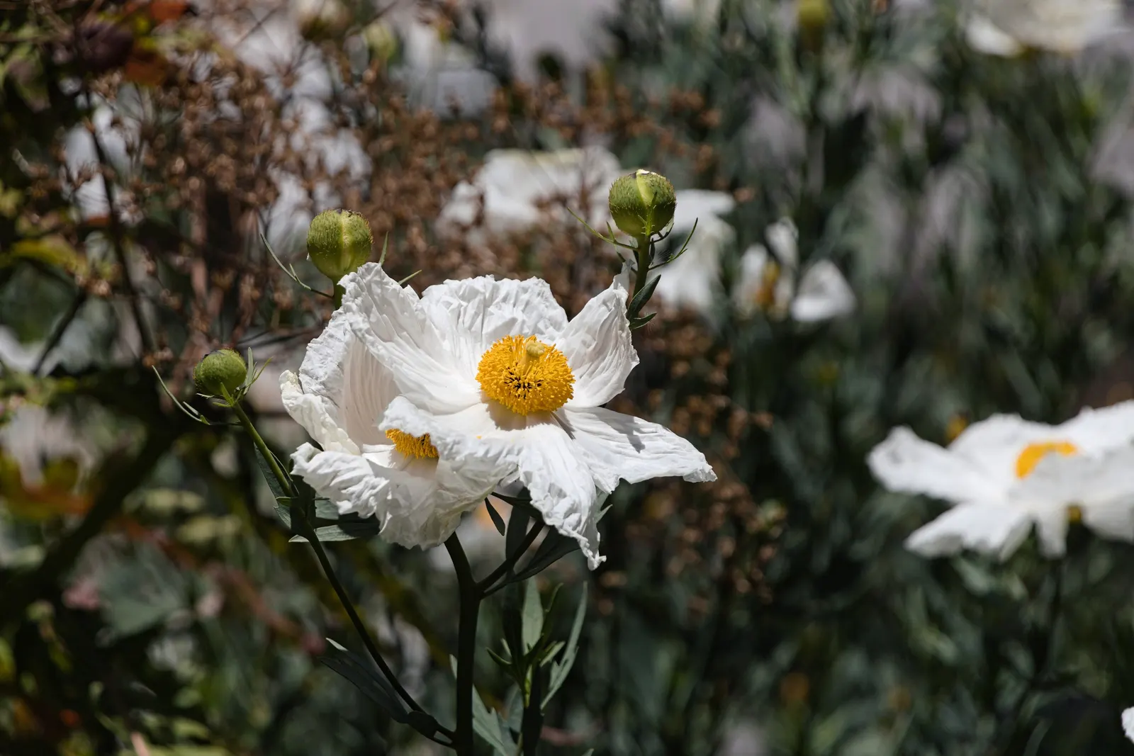 Matilija Poppy (Romneya Coulteri) — perennial for full or half