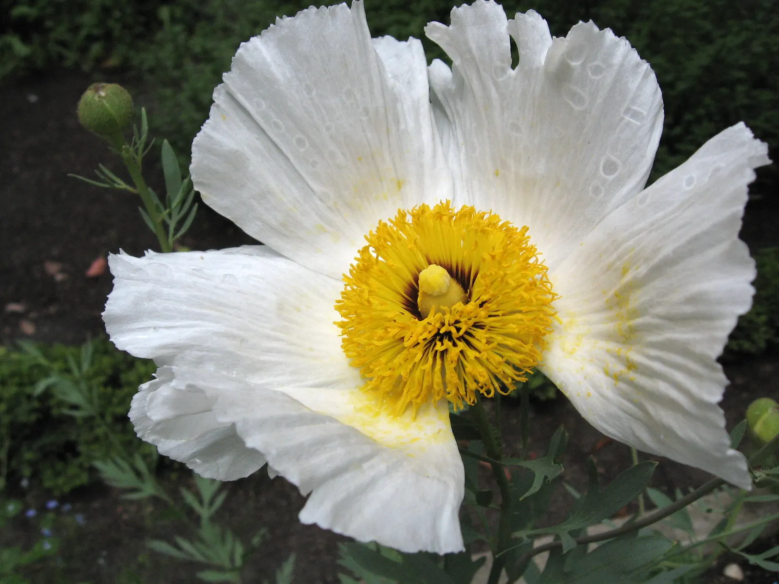 Matilija Poppy (Romneya Coulteri) — white flowers in the garden