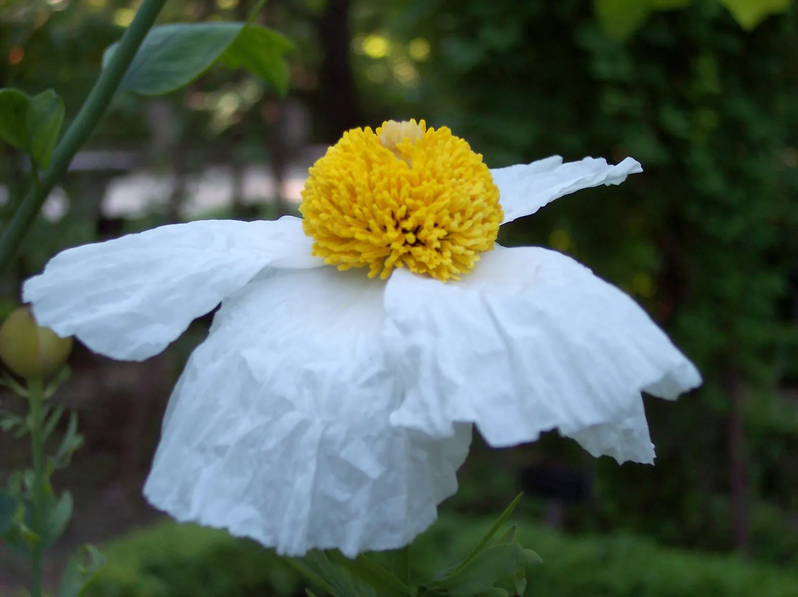 Matilija Poppy (Romneya Coulteri) — Clients will appreciate its low-maintenance nature