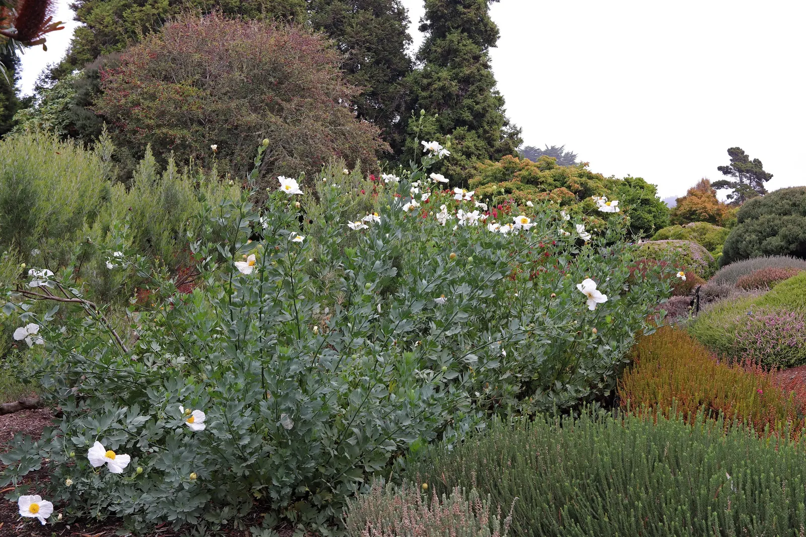 Matilija Poppy (Romneya Coulteri) — and while it can be a prolific grower