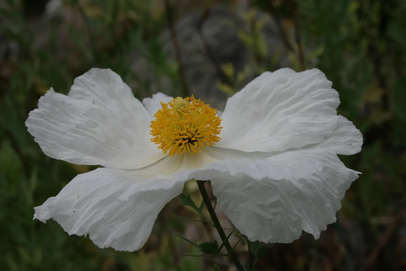 Matilija Poppy (Romneya Coulteri) — pure white petals surrounding a golden-yellow center