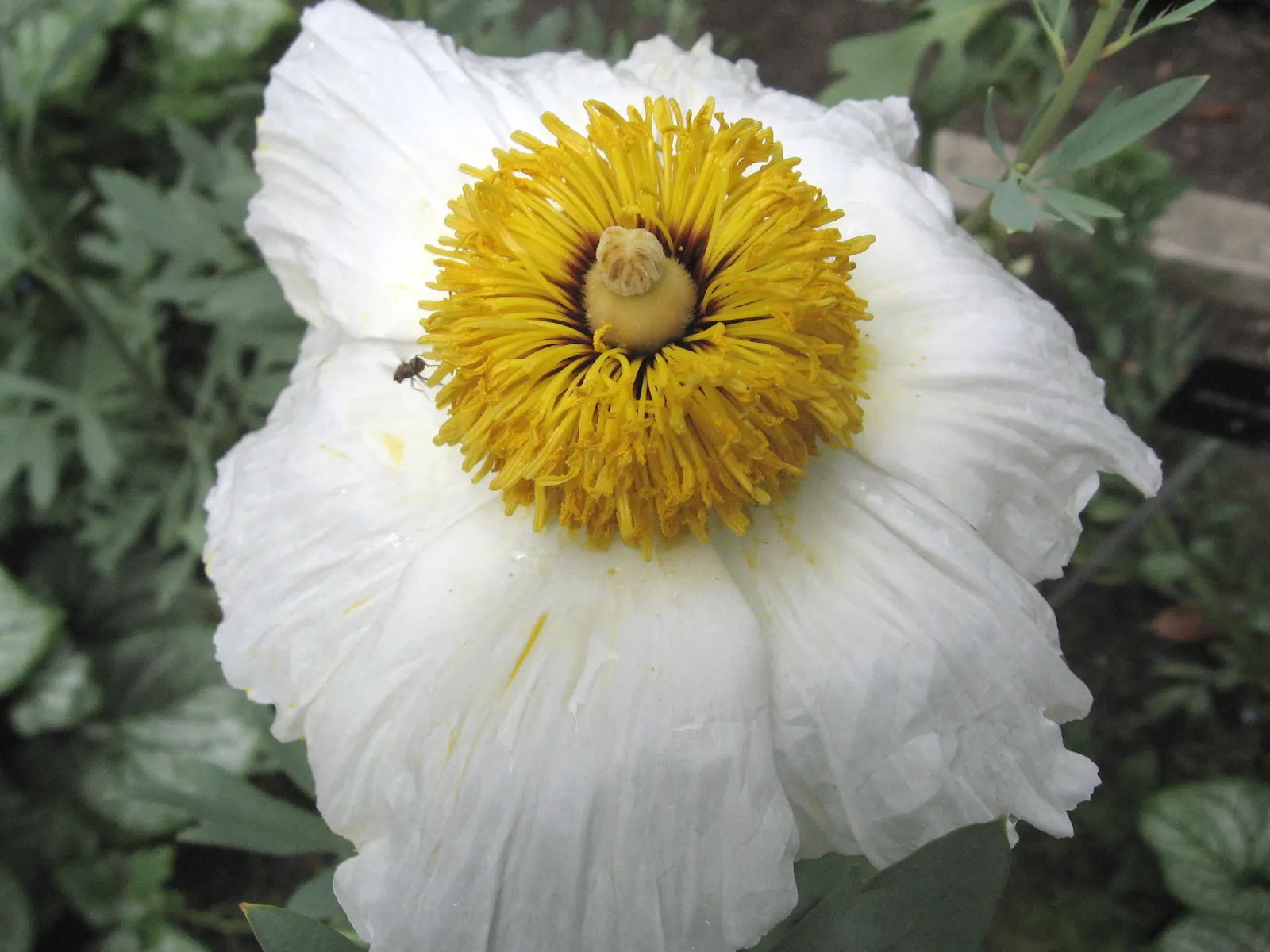 Matilija Poppy (Romneya Coulteri) — bringing both beauty and a touch of the wild to the landscape