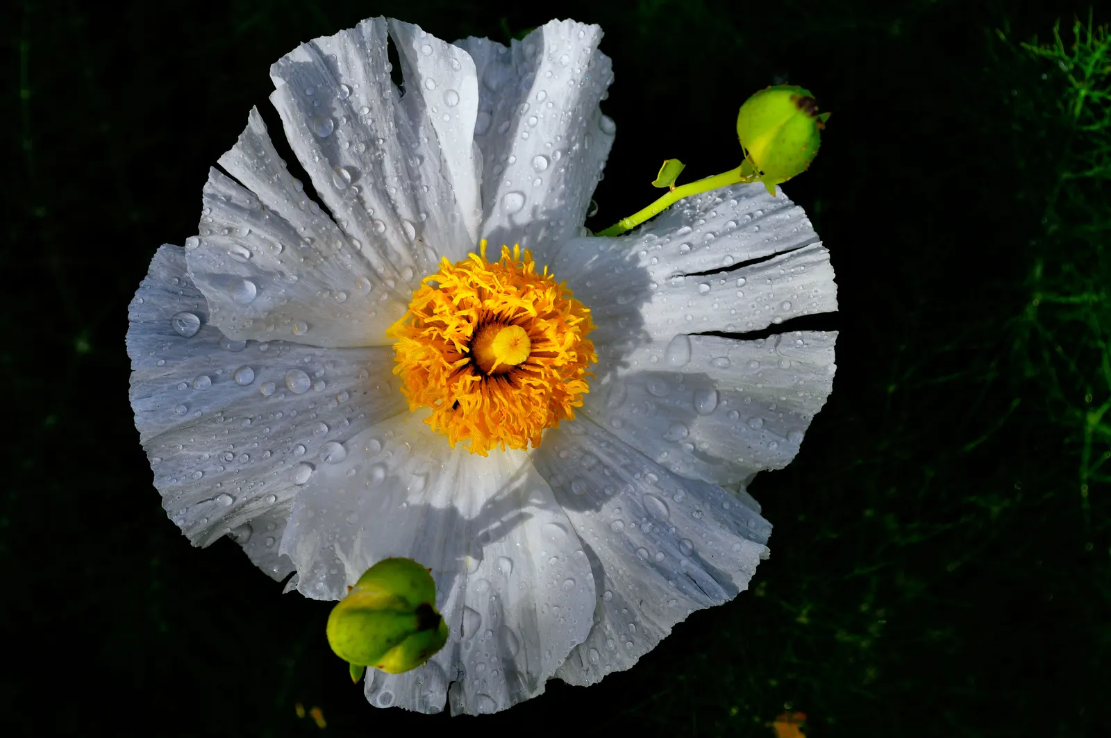 Matilija Poppy (Romneya Coulteri) — *Romneya coulteri* thrives in USDA hardiness zones 7 through 10; as it is drought-tolerant once established