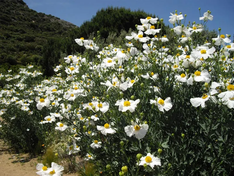 Matilija Poppy (Romneya Coulteri) — as it does not tolerate waterlogged roots