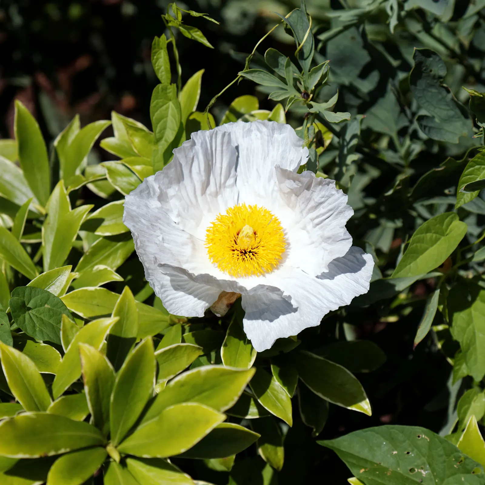 Matilija Poppy (Romneya Coulteri) — the Matilija Poppy requires full sun exposure to flourish and well-draining soil