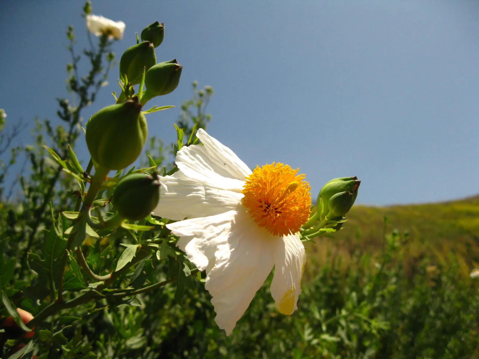 Matilija Poppy (Romneya Coulteri) — this perennial demands adequate space to showcase its bushy gray-green foliage and arresting flowers