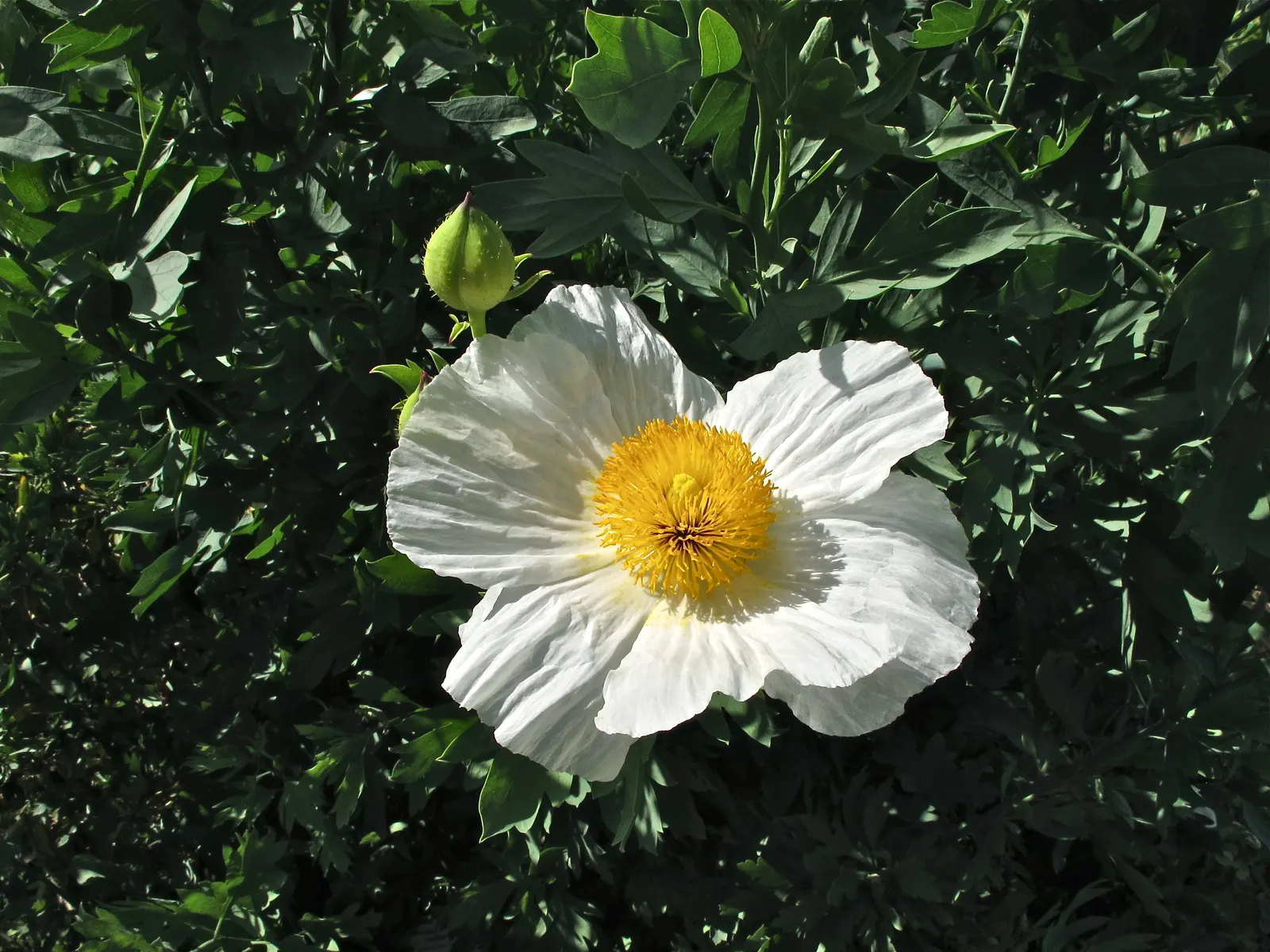 Matilija Poppy (Romneya Coulteri) — The Matilija Poppy or Romneya coulteri is a striking perennial, native to California