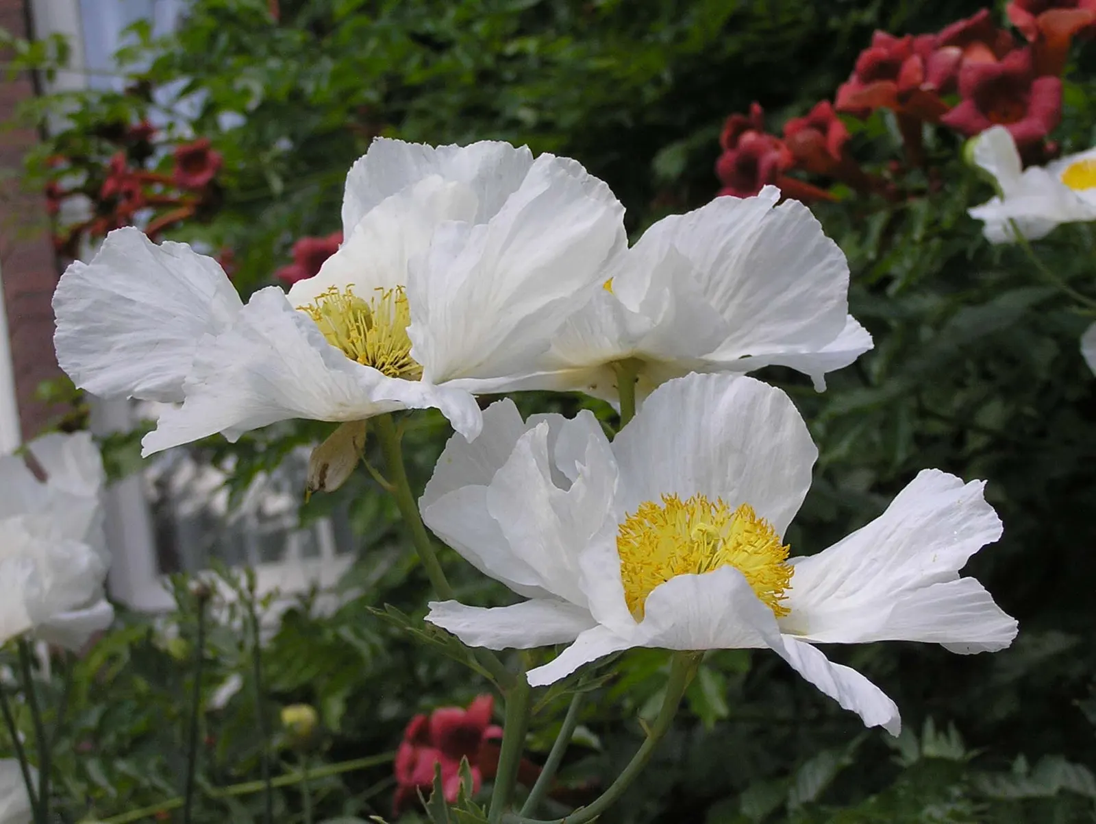 Matilija Poppy (Romneya Coulteri) — this perennial demands adequate space to showcase its bushy gray-green foliage and arresting flowers; perennial with white