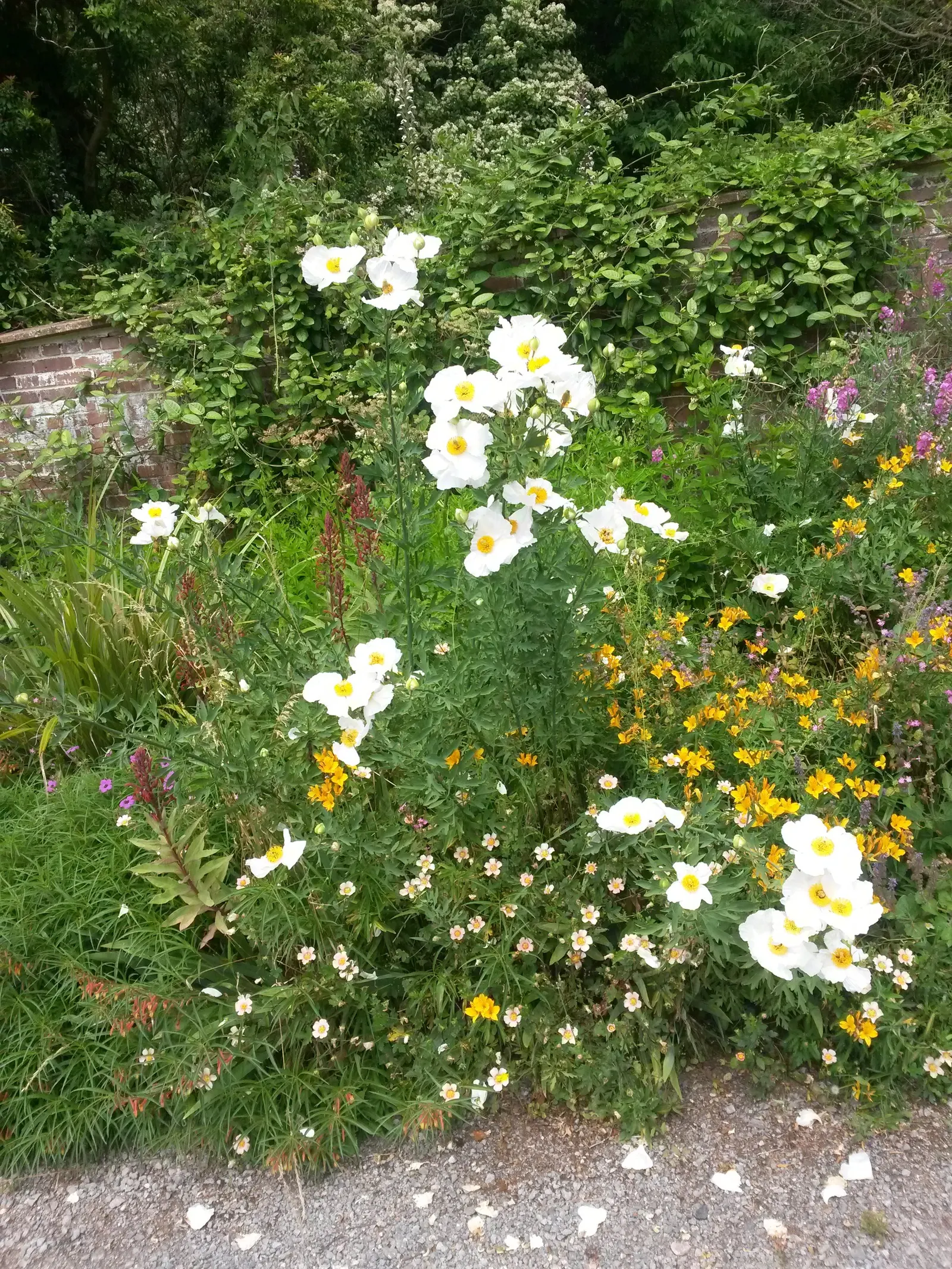 Matilija Poppy (Romneya Coulteri) — Ideal for creating dramatic backdrops in xeriscapes or wild gardens; stands as a stately presence in any, image 55