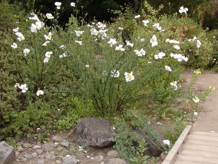 Matilija Poppy (Romneya Coulteri) — Flowering season occurs principally in the late spring and summer