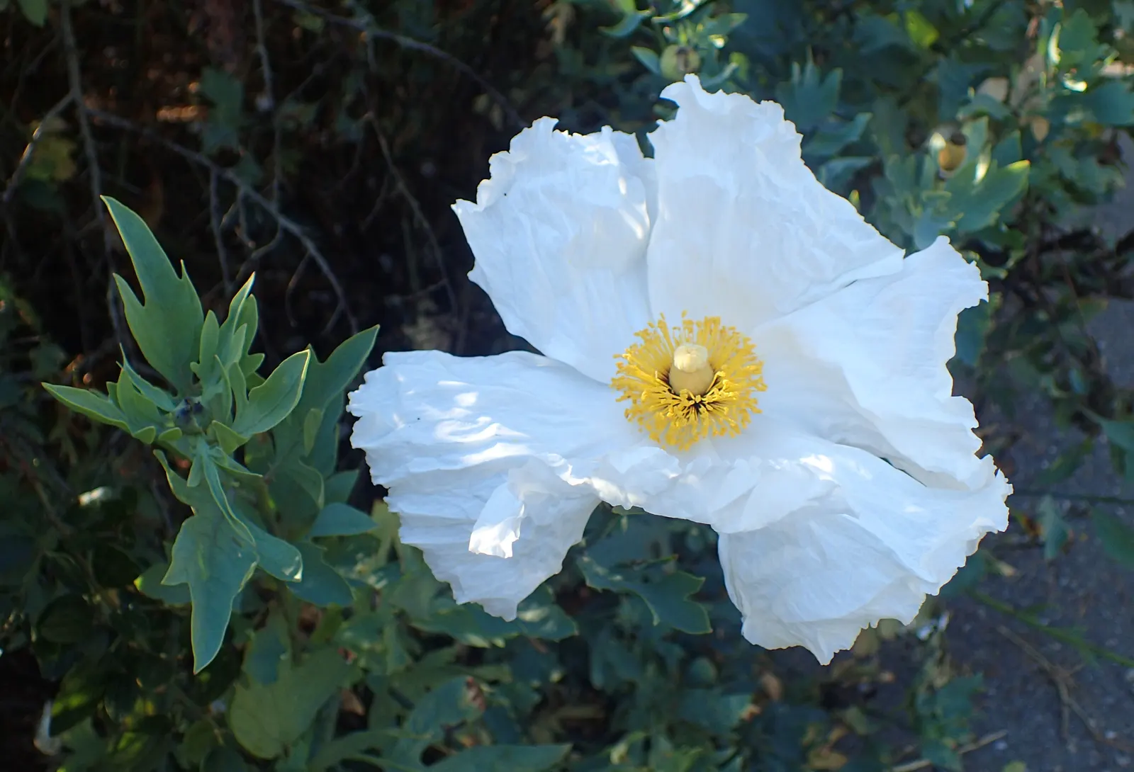 Matilija Poppy (Romneya Coulteri) — Commendable for its showy flowers and resilience
