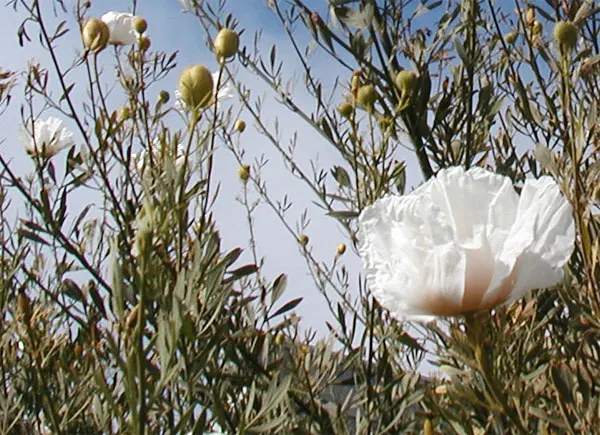 Matilija Poppy (Romneya Coulteri) — perennial for full or half; bringing both beauty and a touch of the wild to the landscape