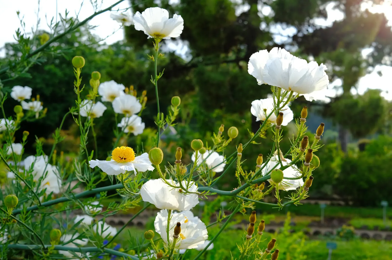 Matilija Poppy (Romneya Coulteri) — large white blooms and bright yellow centers that bear a resemblance to fried eggs; this drought-tolerant plant, image 58