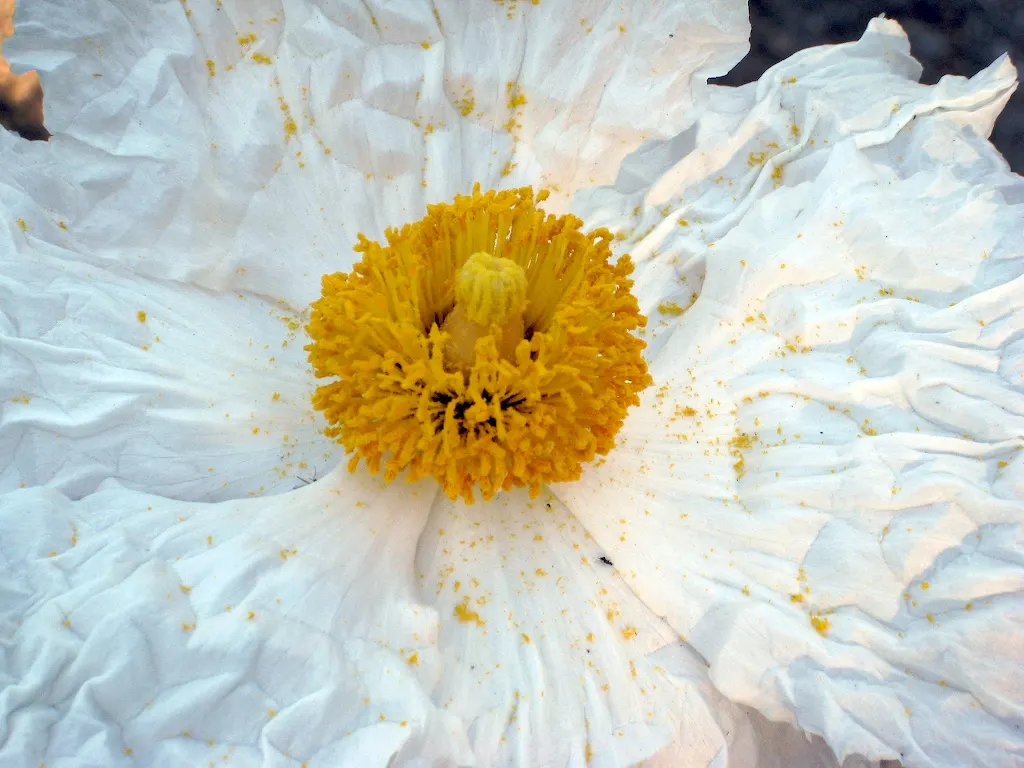 Matilija Poppy (Romneya Coulteri) — and while it can be a prolific grower; white flowers in the garden