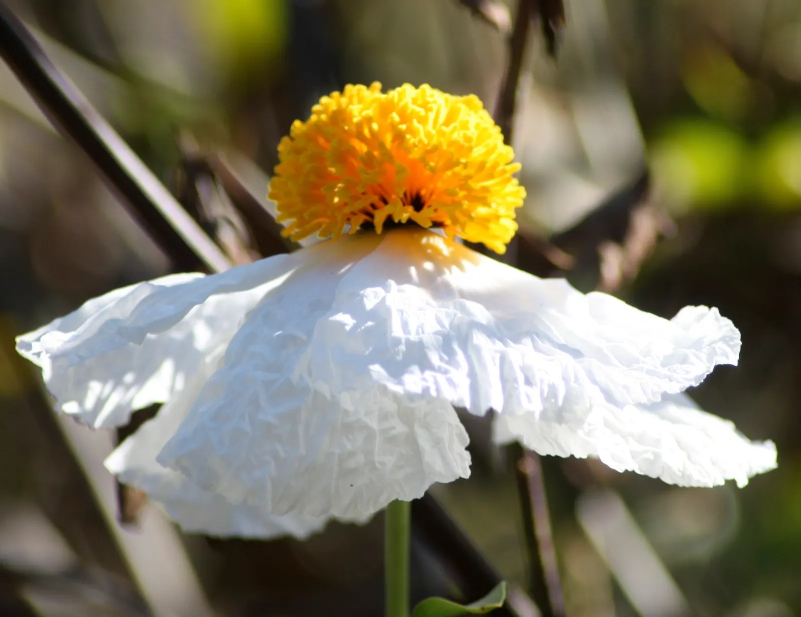 Matilija Poppy (Romneya Coulteri) — scientifically known as *Romneya coulteri*; the Matilija Poppy requires full sun exposure to flourish and well-draining soil