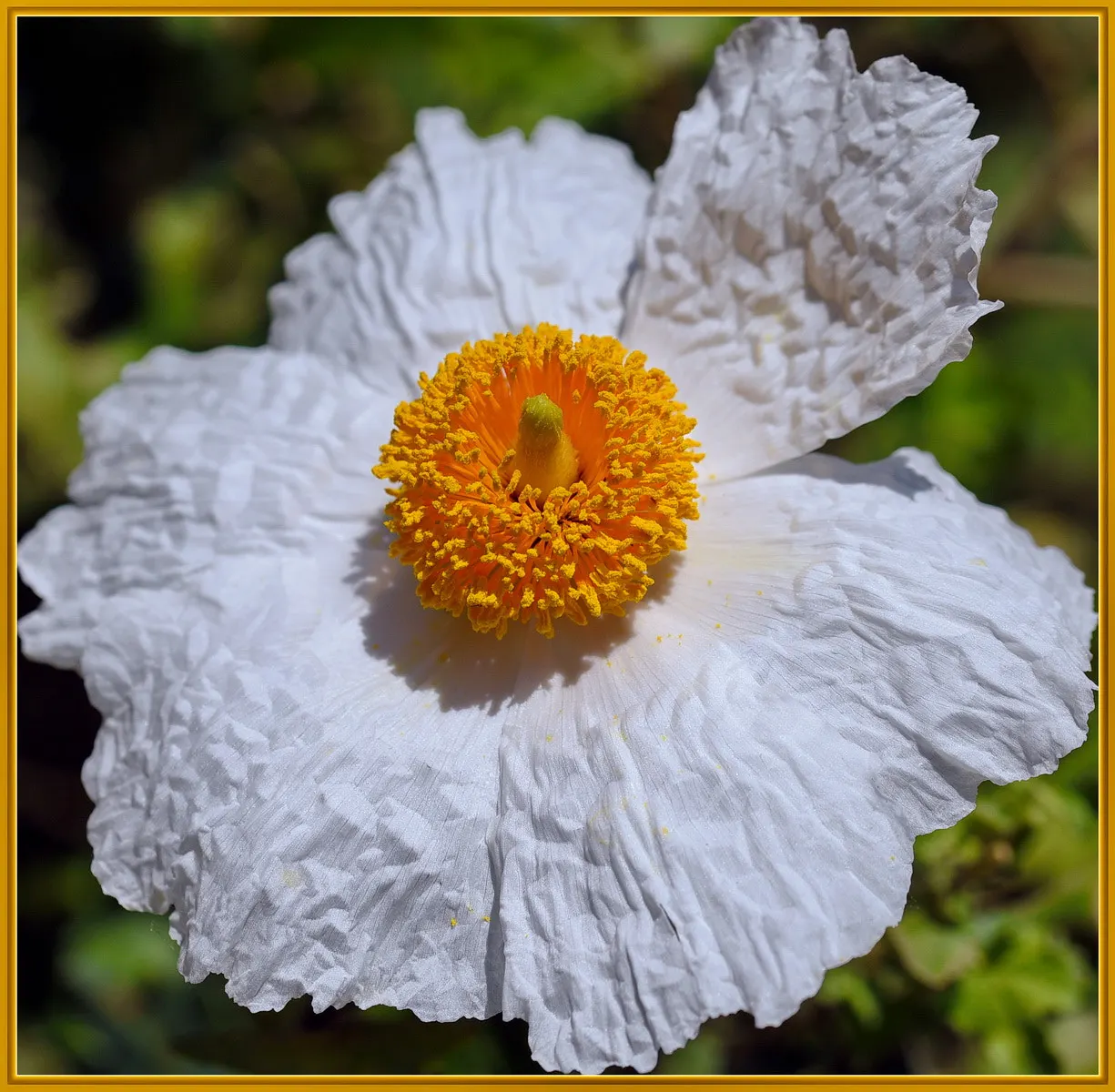Matilija Poppy (Romneya Coulteri) — which can measure up to 9 inches across