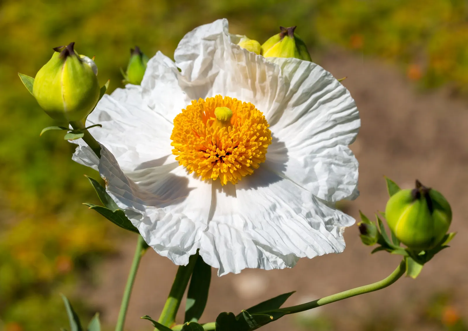 Matilija Poppy (Romneya Coulteri) — as it is drought-tolerant once established; clients will appreciate its low-maintenance nature