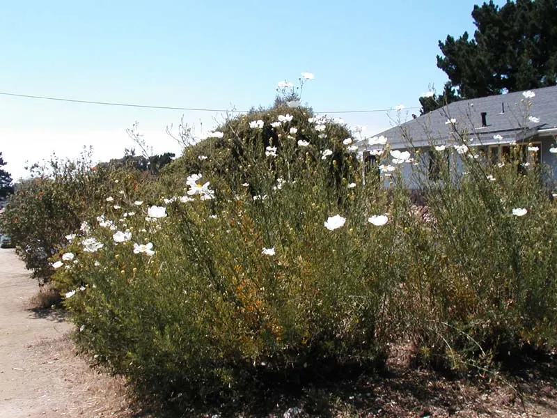 Matilija Poppy (Romneya Coulteri) — Native to California and Northern Mexico; *Romneya coulteri* thrives in USDA hardiness zones 7 through 10, image 59