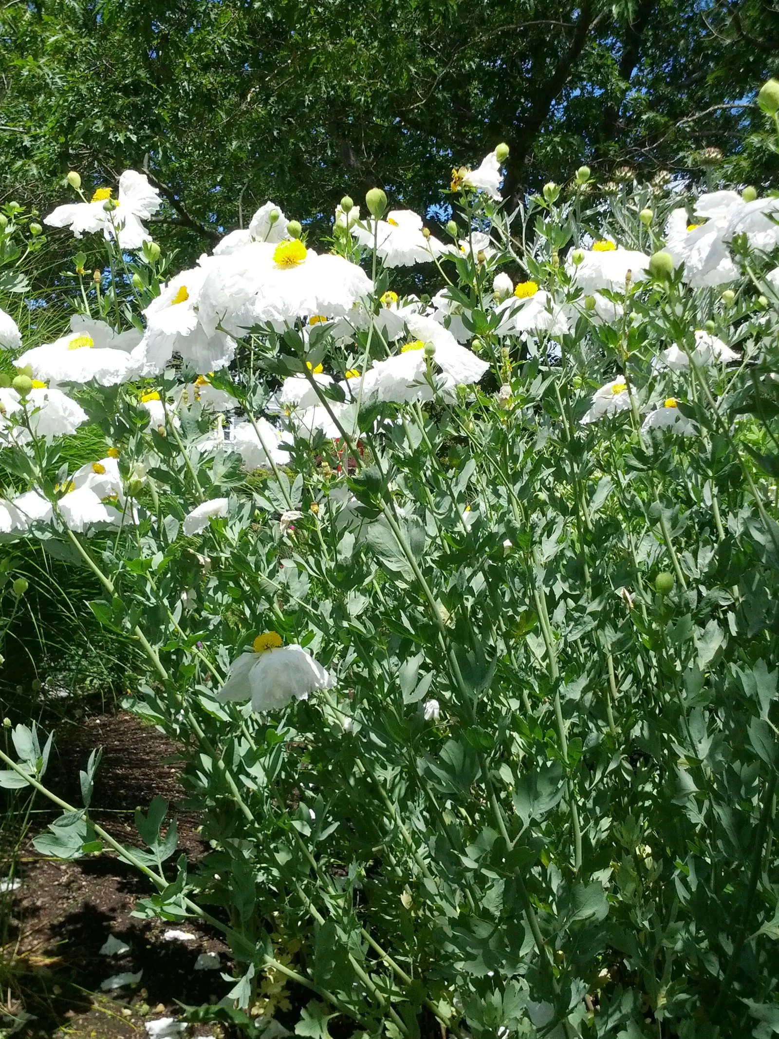 Matilija Poppy (Romneya Coulteri) — Commendable for its showy flowers and resilience; which can measure up to 9 inches across