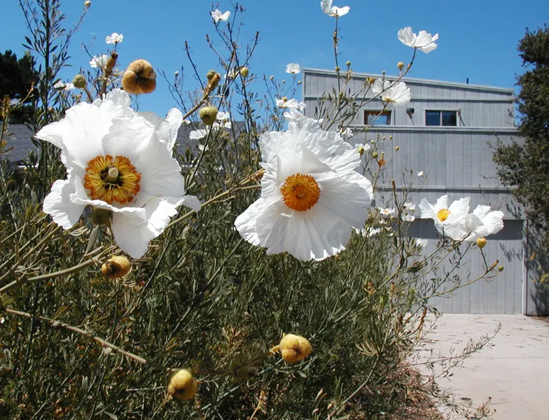 Matilija Poppy (Romneya Coulteri) — it can be managed with regular maintenance to prevent unwanted spread; ideal for creating dramatic backdrops in xeriscapes