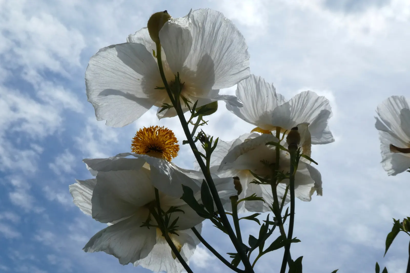 Matilija Poppy (Romneya Coulteri) — Flowering season occurs principally in the late spring and summer, image 63