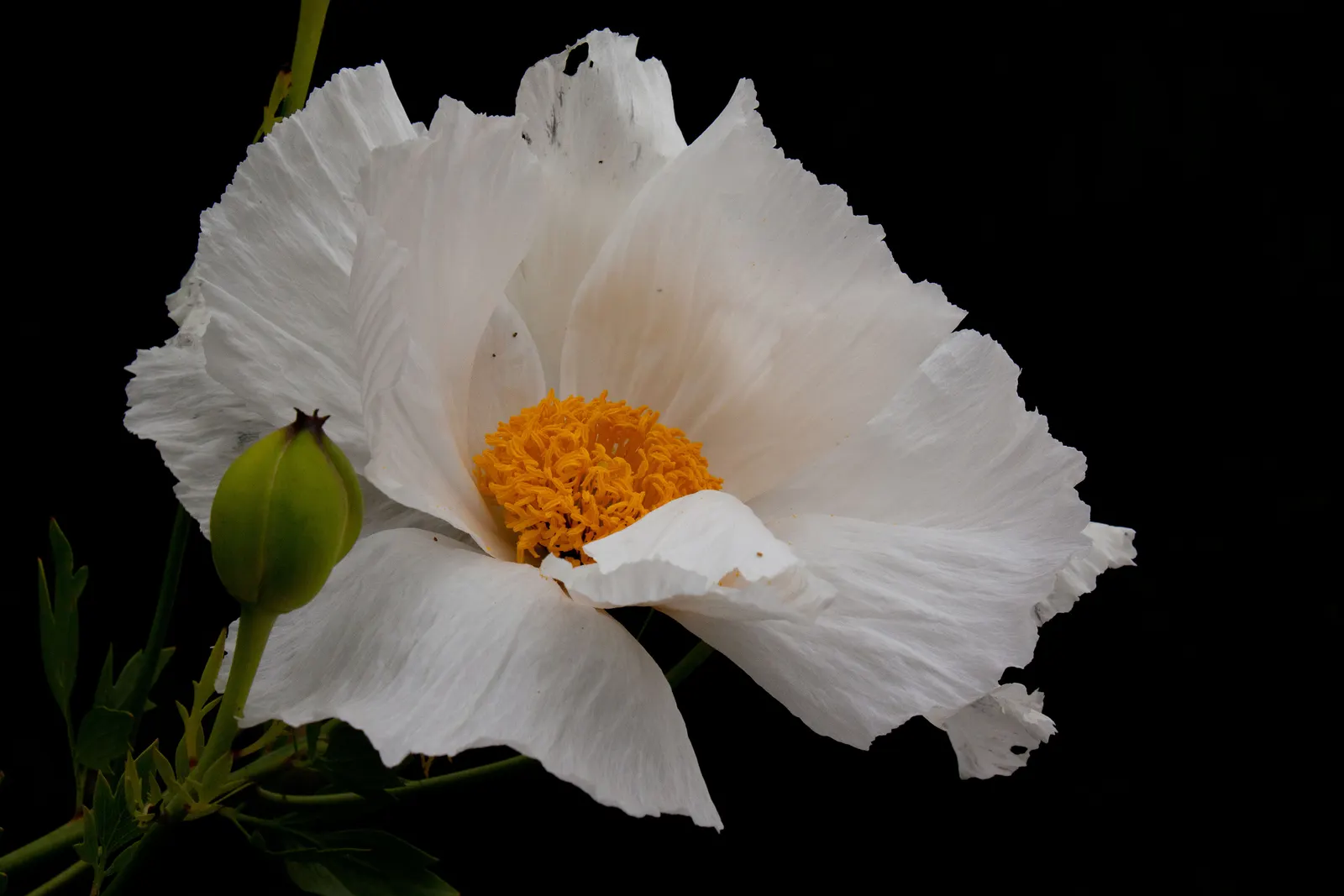 Matilija Poppy (Romneya Coulteri) — large white blooms and bright yellow centers that bear a resemblance to fried eggs