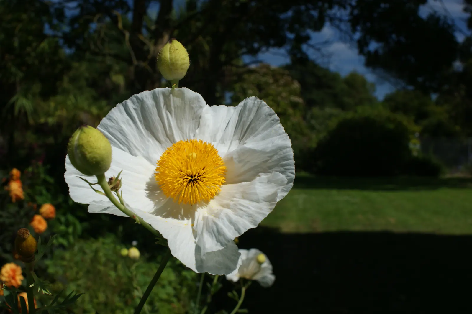 Matilija Poppy (Romneya Coulteri) — scientifically known as *Romneya coulteri*; the Matilija Poppy requires full sun exposure to flourish and, image 56