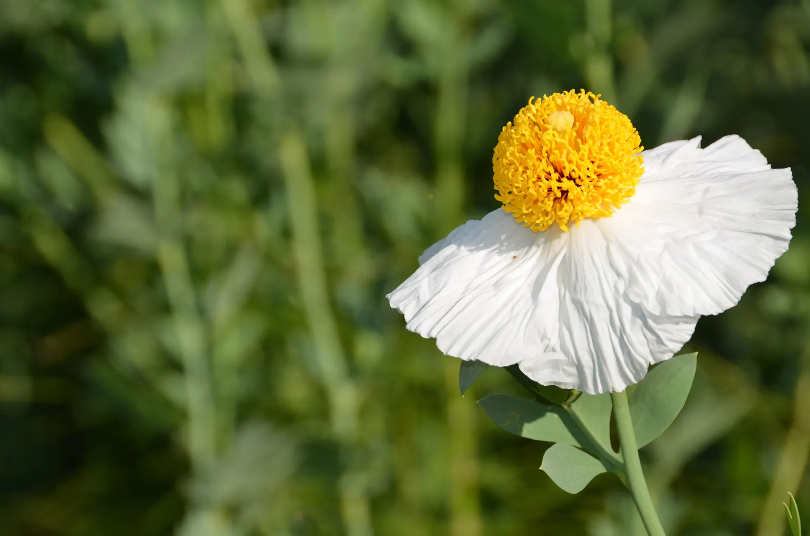 Matilija Poppy (Romneya Coulteri) — This drought-tolerant plant reaches heights of 5-8 feet and spreads vigorously up to 5 feet wide; and while it, image 53