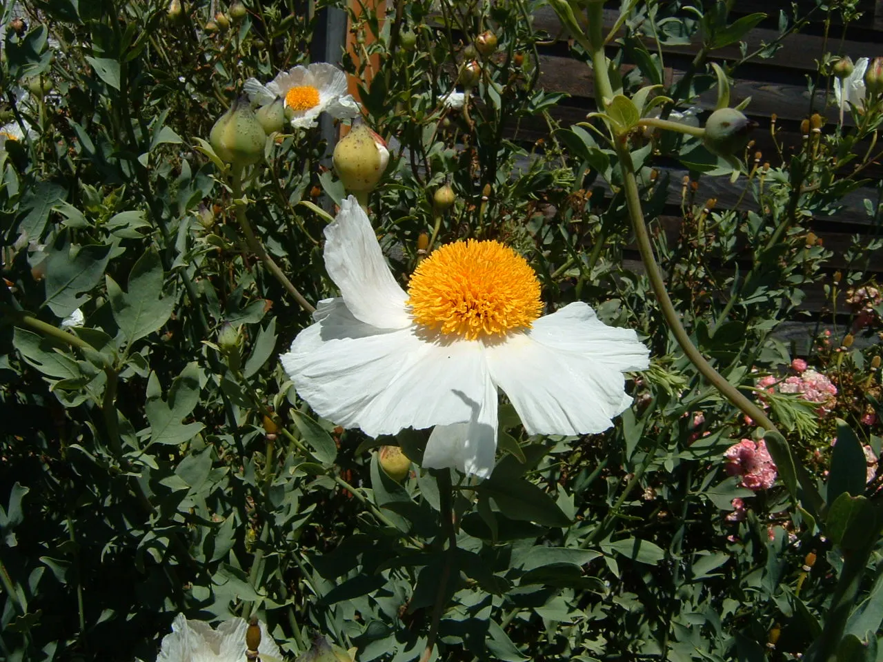 Matilija Poppy (Romneya Coulteri) — stands as a stately presence in any landscape design