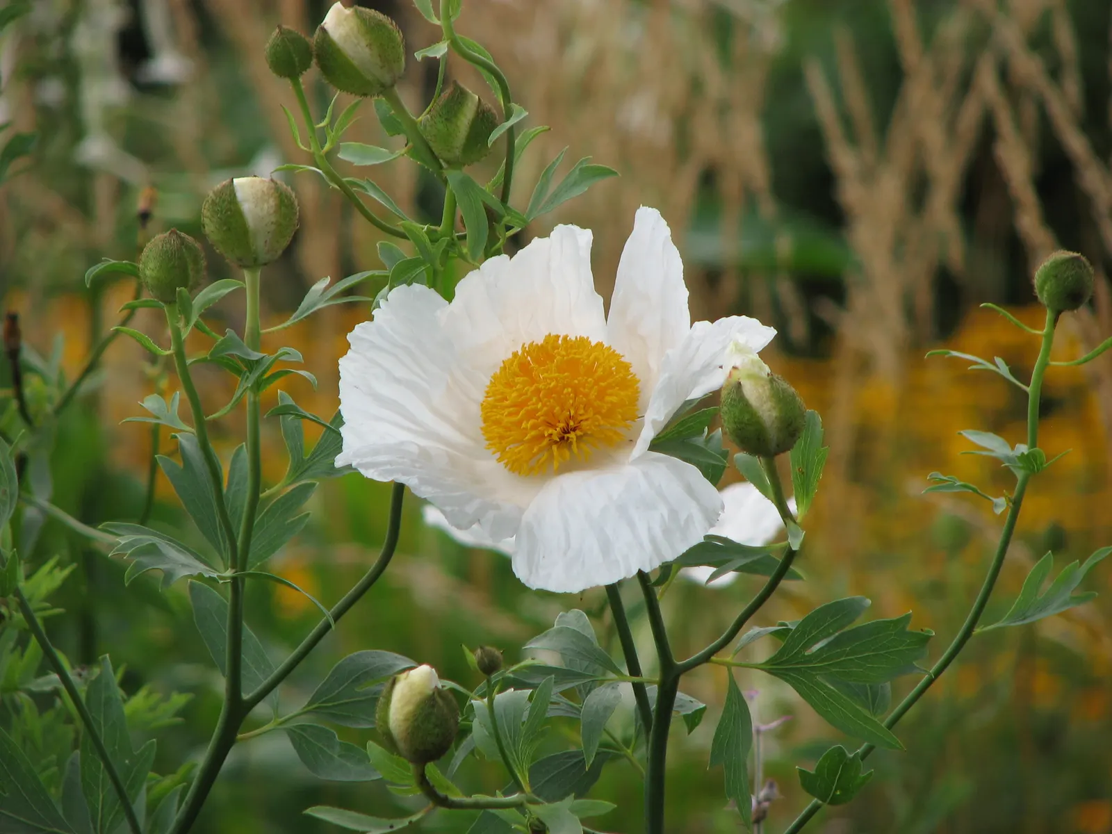 Matilija Poppy (Romneya Coulteri) — *Romneya coulteri* thrives in USDA hardiness zones 7 through 10