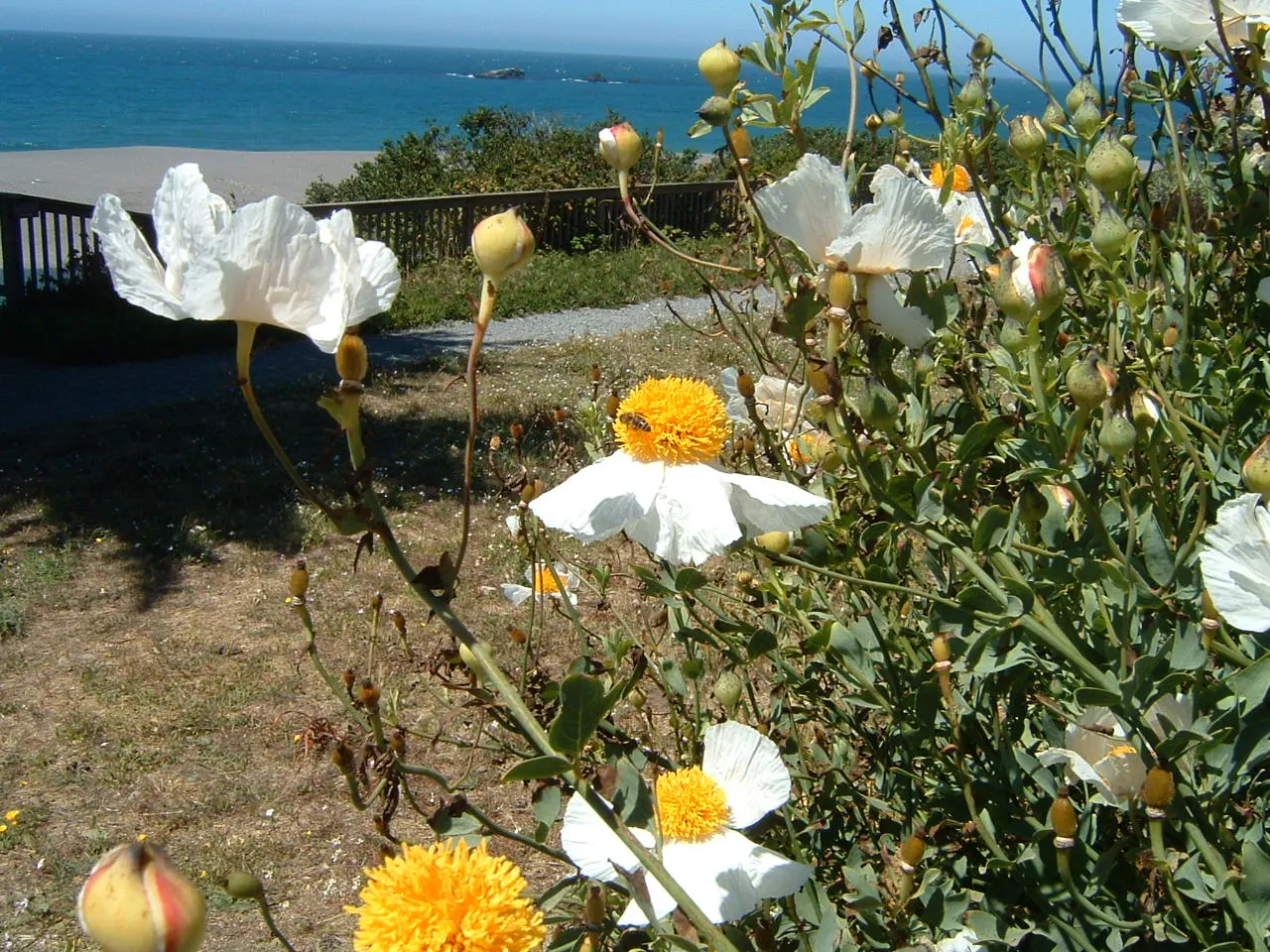 Matilija Poppy (Romneya Coulteri) — which can measure up to 9 inches across; scientifically known as *Romneya coulteri*, image 62