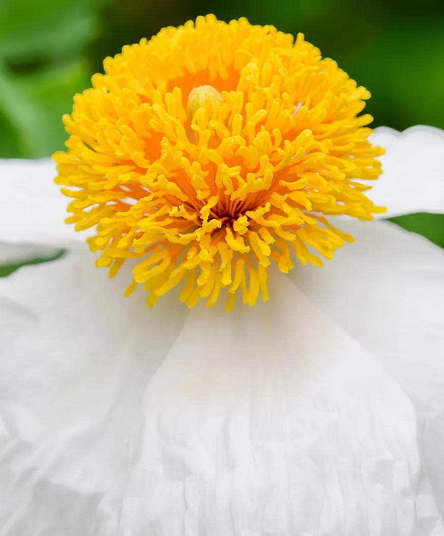 Matilija Poppy (Romneya Coulteri) — Its woody stems and blue-green foliage add to its allure; perennial for full or half