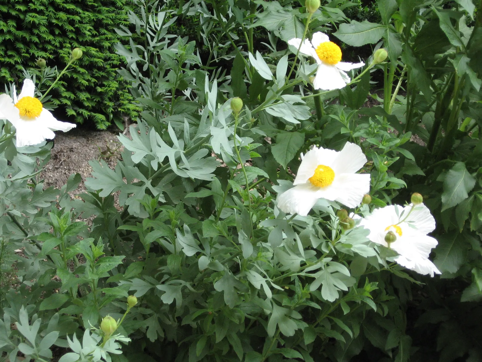 Matilija Poppy (Romneya Coulteri) — the Matilija Poppy becomes a captivating addition; it can be managed with regular maintenance to prevent unwanted spread