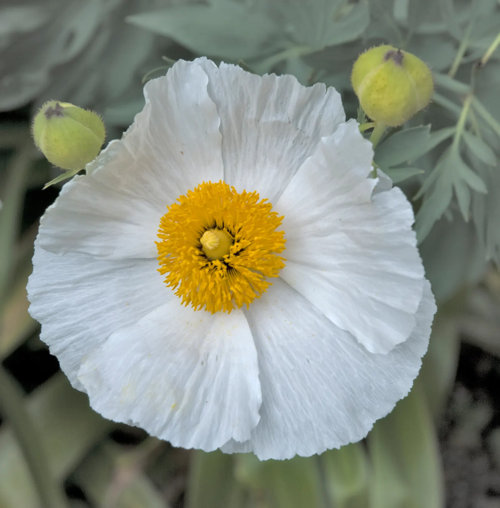 Matilija Poppy (Romneya Coulteri) — *Romneya coulteri* thrives in USDA hardiness zones 7 through 10; as it is drought-tolerant once established, image 60