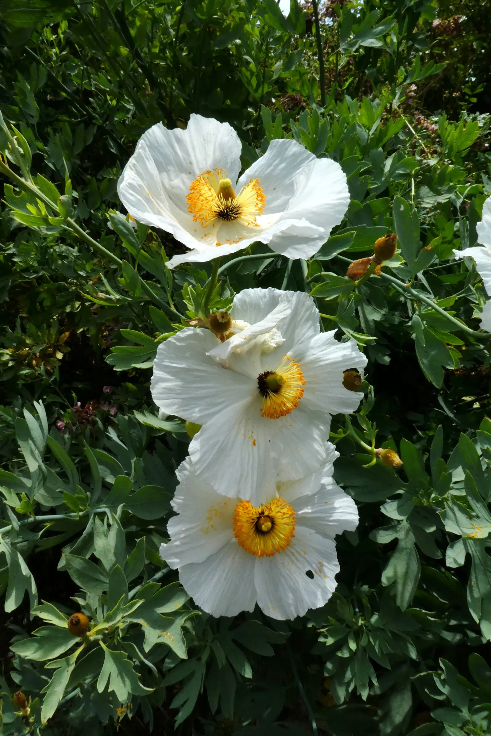 Matilija Poppy (Romneya Coulteri) — this perennial demands adequate space to showcase its bushy gray-green foliage and arresting flowers; perennial, image 61